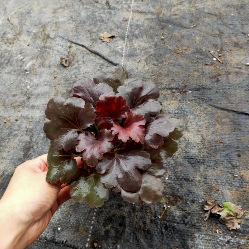 矾根基地直销有数量有质量支持视频看货发货物美价廉