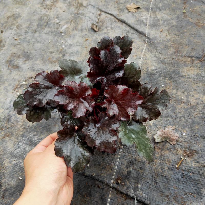 矾根基地直销有数量有质量支持视频看货发货物美价廉
