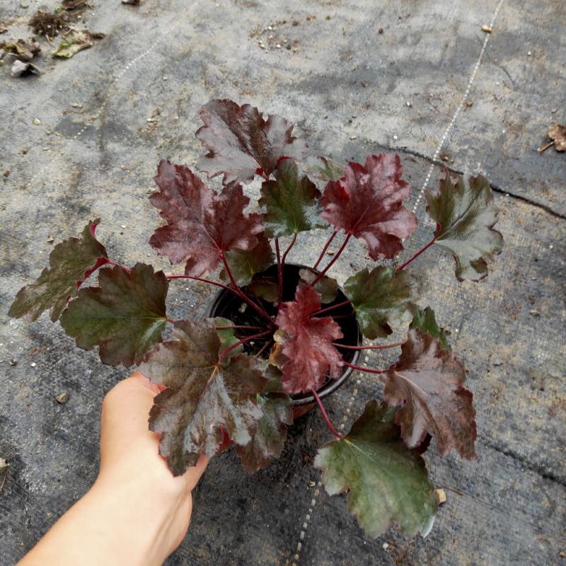 矾根基地直销有数量有质量支持视频看货发货物美价廉