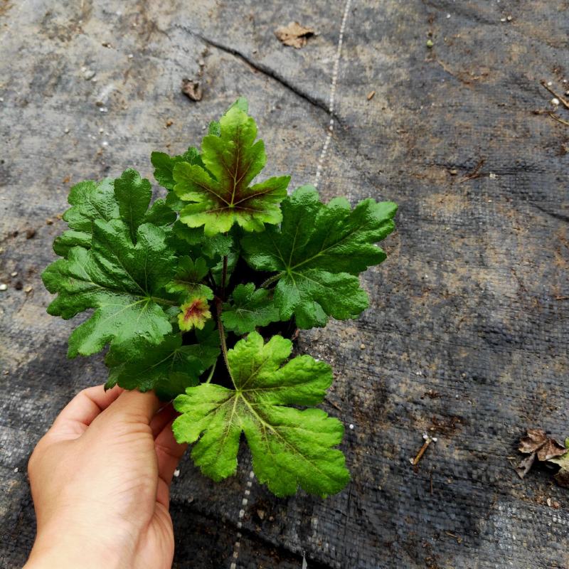 矾根基地直销有数量有质量支持视频看货发货物美价廉
