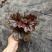 矾根基地直销有数量有质量支持视频看货发货物美价廉