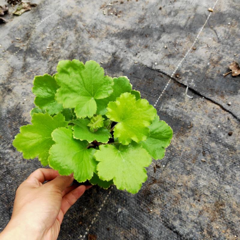 矾根基地直销有数量有质量支持视频看货发货物美价廉