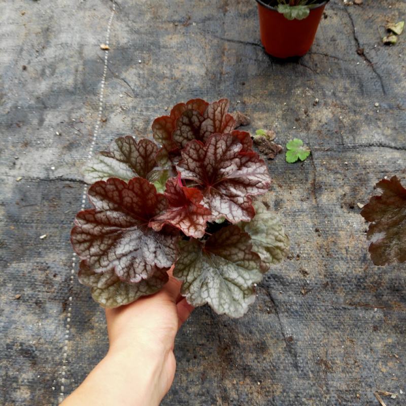 矾根基地直销有数量有质量支持视频看货发货物美价廉