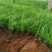 青绿苔草