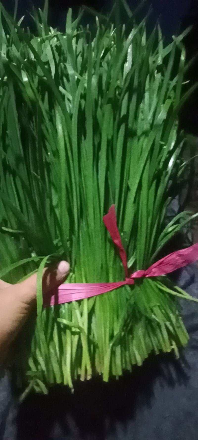 山东聊城韭菜大量上市供应_有需求的朋友提前预定联系