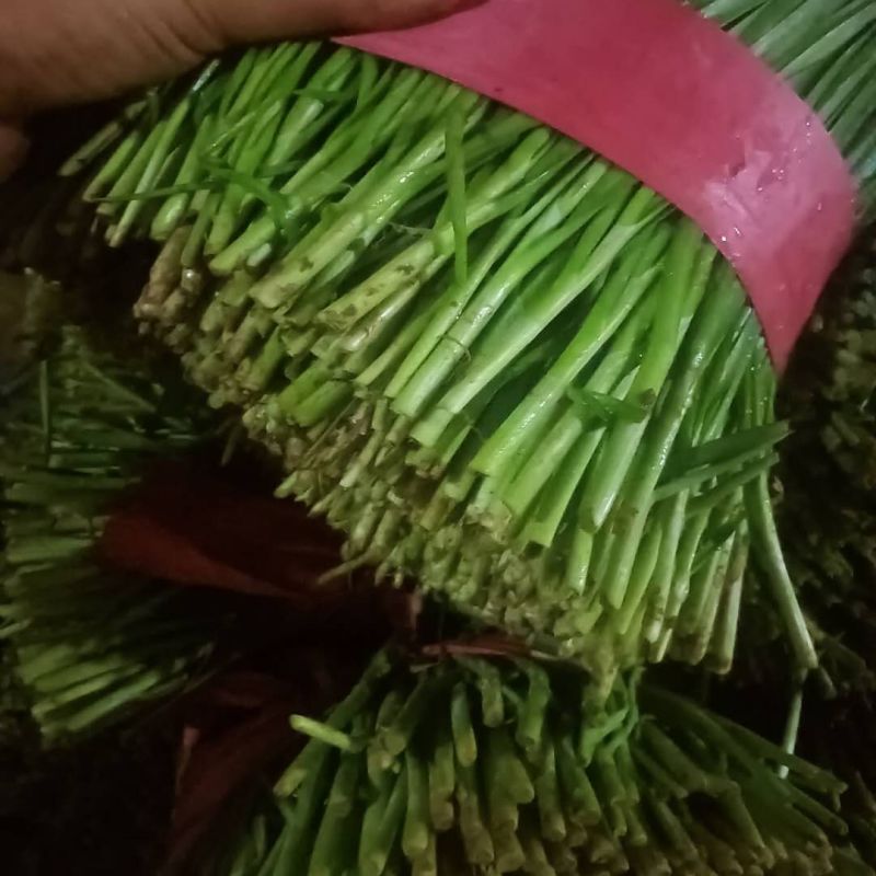 山东聊城韭菜大量上市供应_有需求的朋友提前预定联系