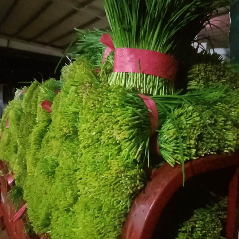 山东聊城韭菜大量上市供应_有需求的朋友提前预定联系