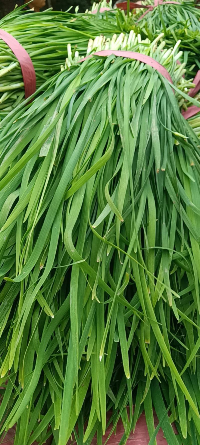 山东聊城韭菜大量上市供应_有需求的朋友提前预定联系
