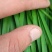 山东聊城韭菜大量上市供应_有需求的朋友提前预定联系