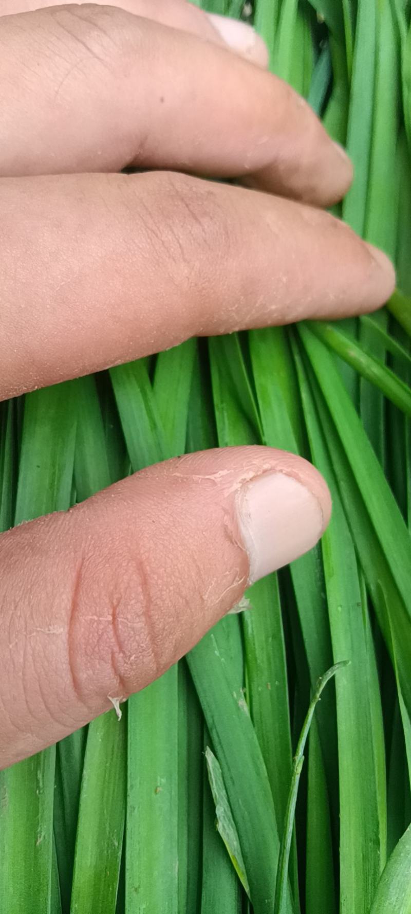 山东聊城韭菜大量上市供应_有需求的朋友提前预定联系
