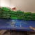 藜麦，白藜麦，红藜麦，黑藜麦！三色藜麦价格低，质量好！