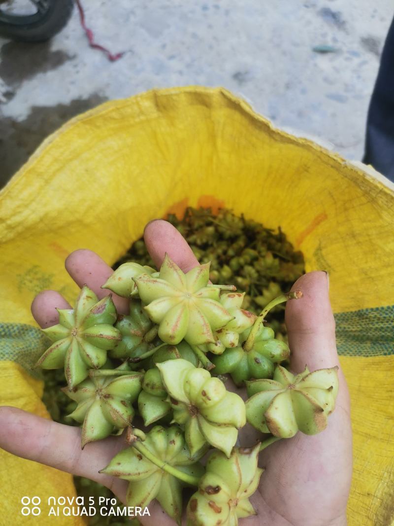 大红八角