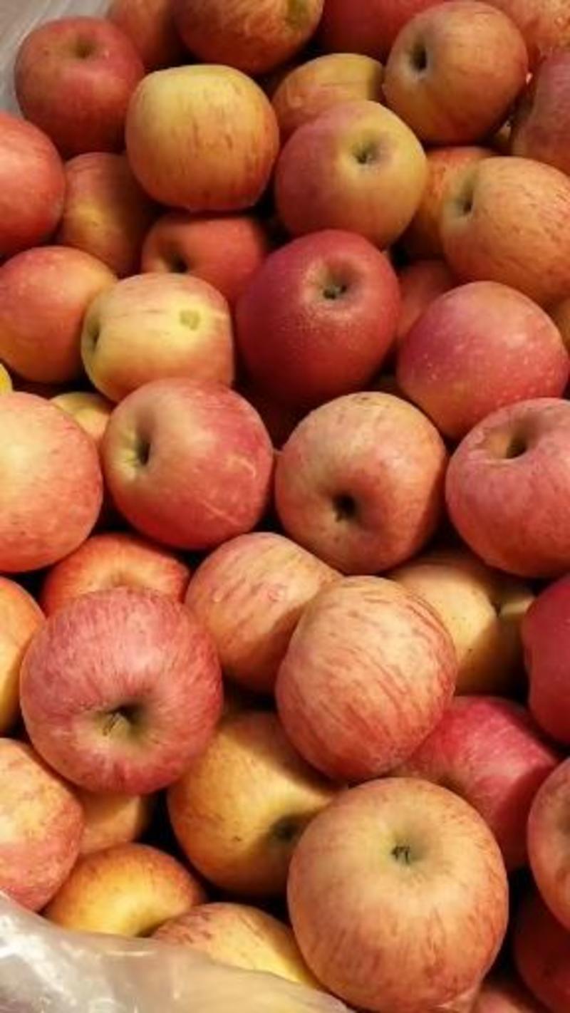 红富士苹果红露苹果货源充足价格美丽一手货源