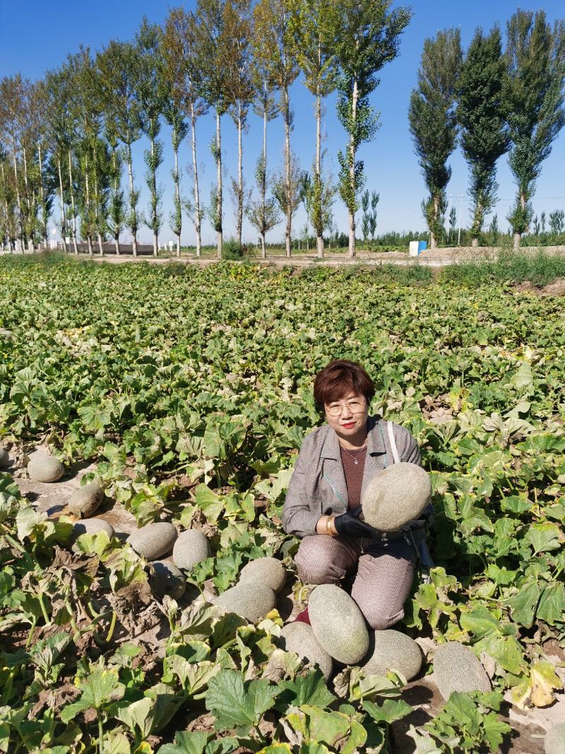 西州蜜17号蜜瓜成熟了！大量上市啦