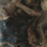 正宗野生菌杂菌无添加500g四川省广元市青川县