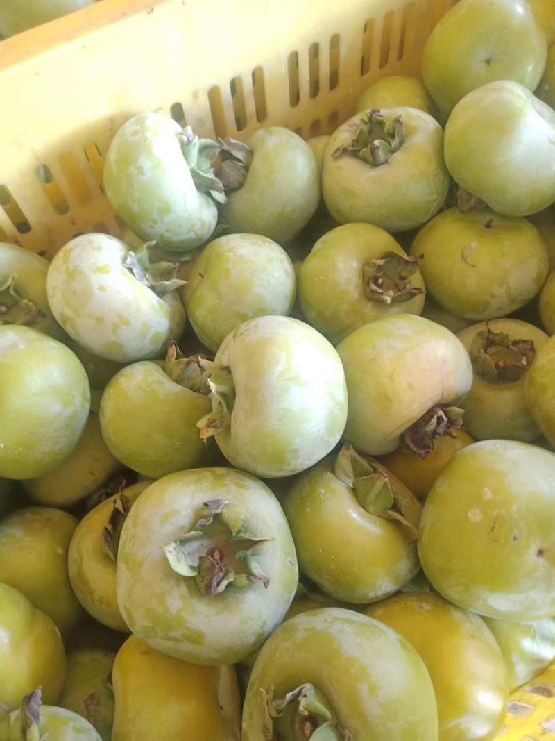 脆柿，恭城瑶族自治县产地直供优质瑶山甜，脆柿