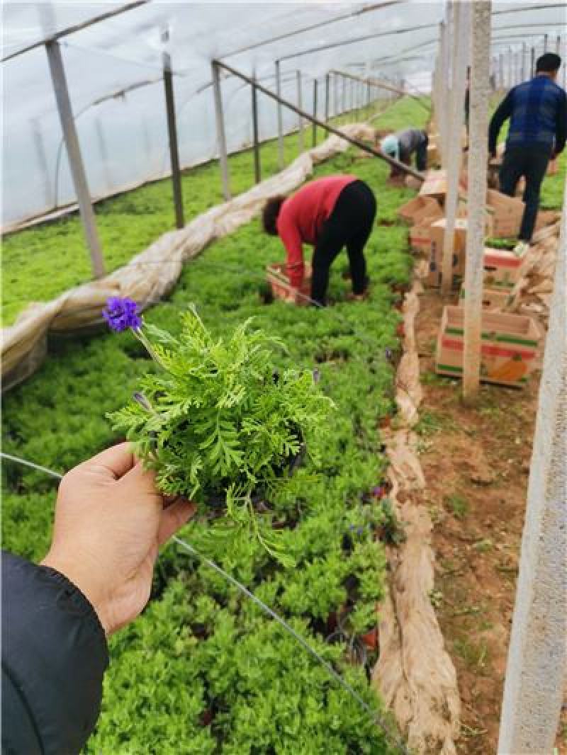 薰衣草，大量有货，基地直发，一手货源，马上开花