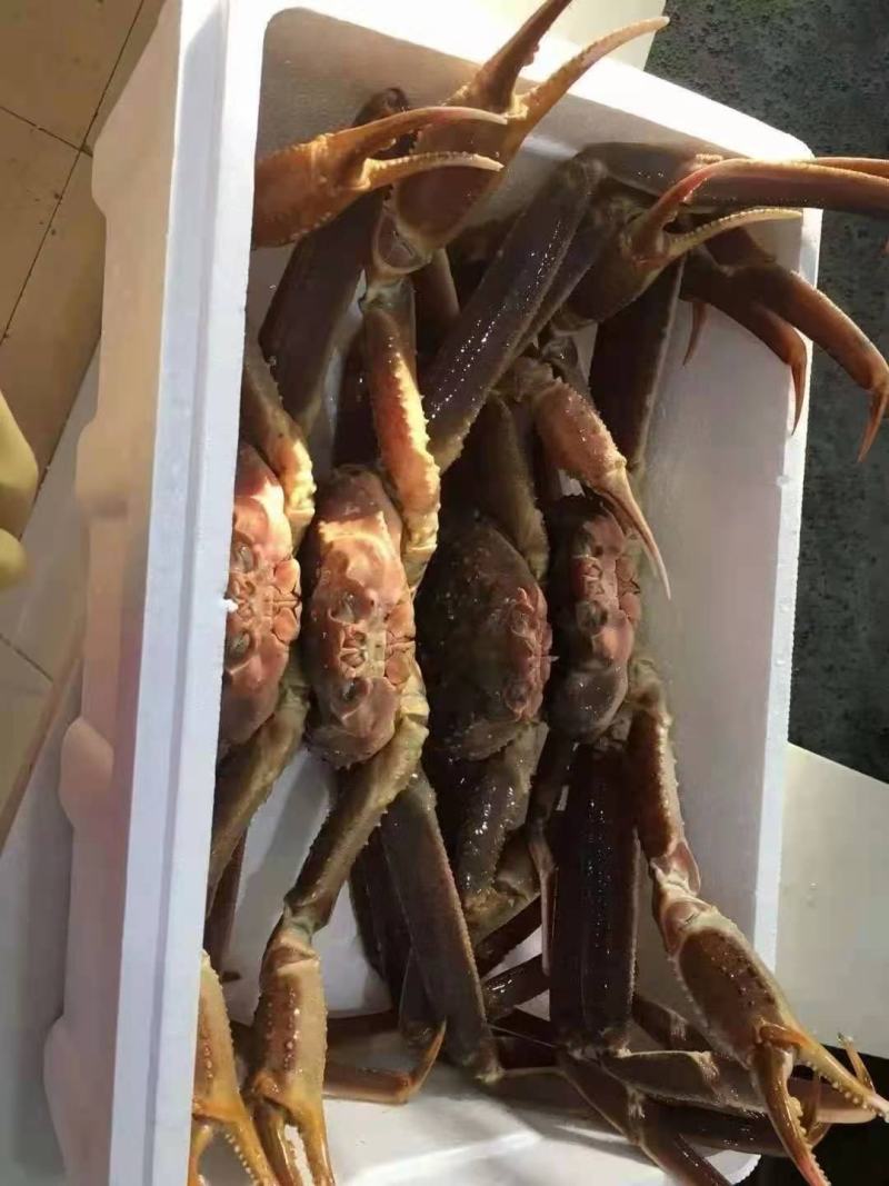 辽宁大连雪蟹，一件代发，批发零售，全国空运发货量大质优