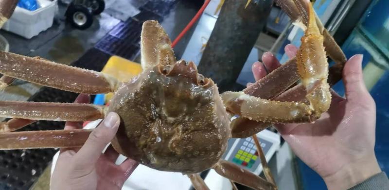 辽宁大连雪蟹，一件代发，批发零售，全国空运发货量大质优