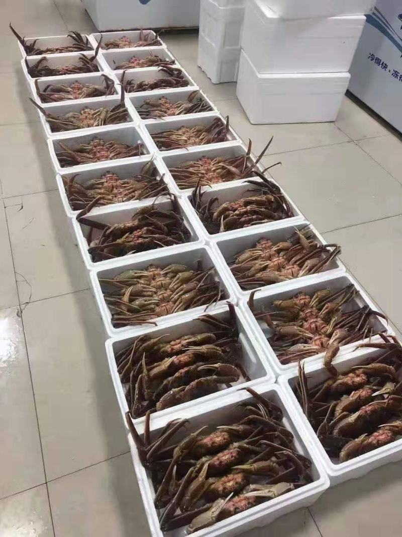辽宁大连雪蟹，一件代发，批发零售，全国空运发货量大质优