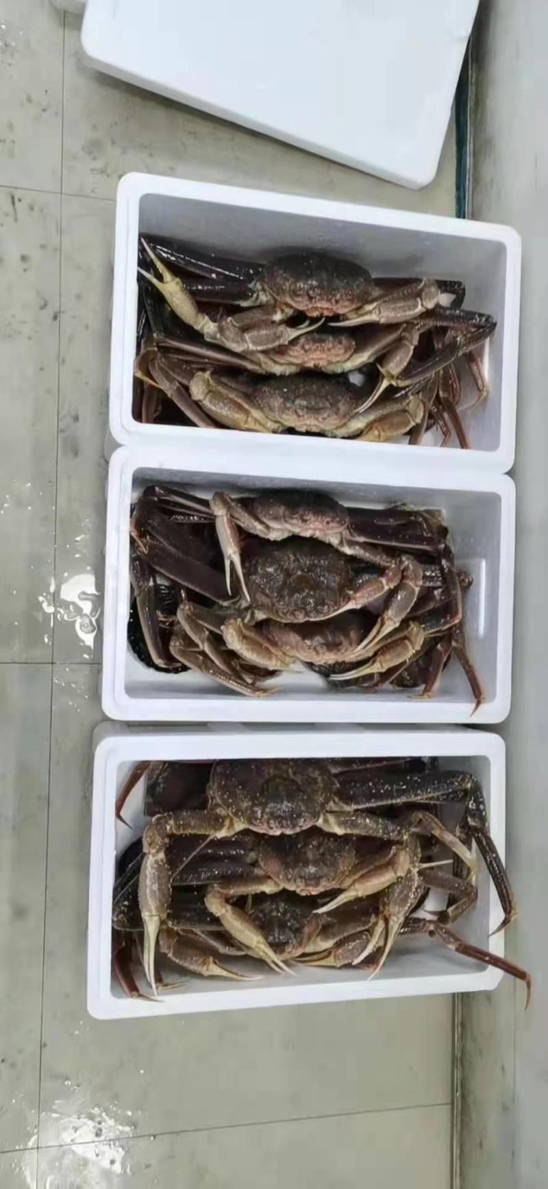 辽宁大连雪蟹，一件代发，批发零售，全国空运发货量大质优