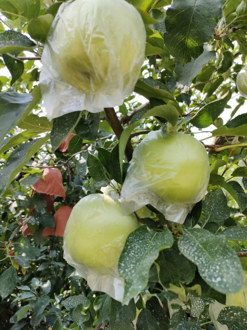 苹果大量上市