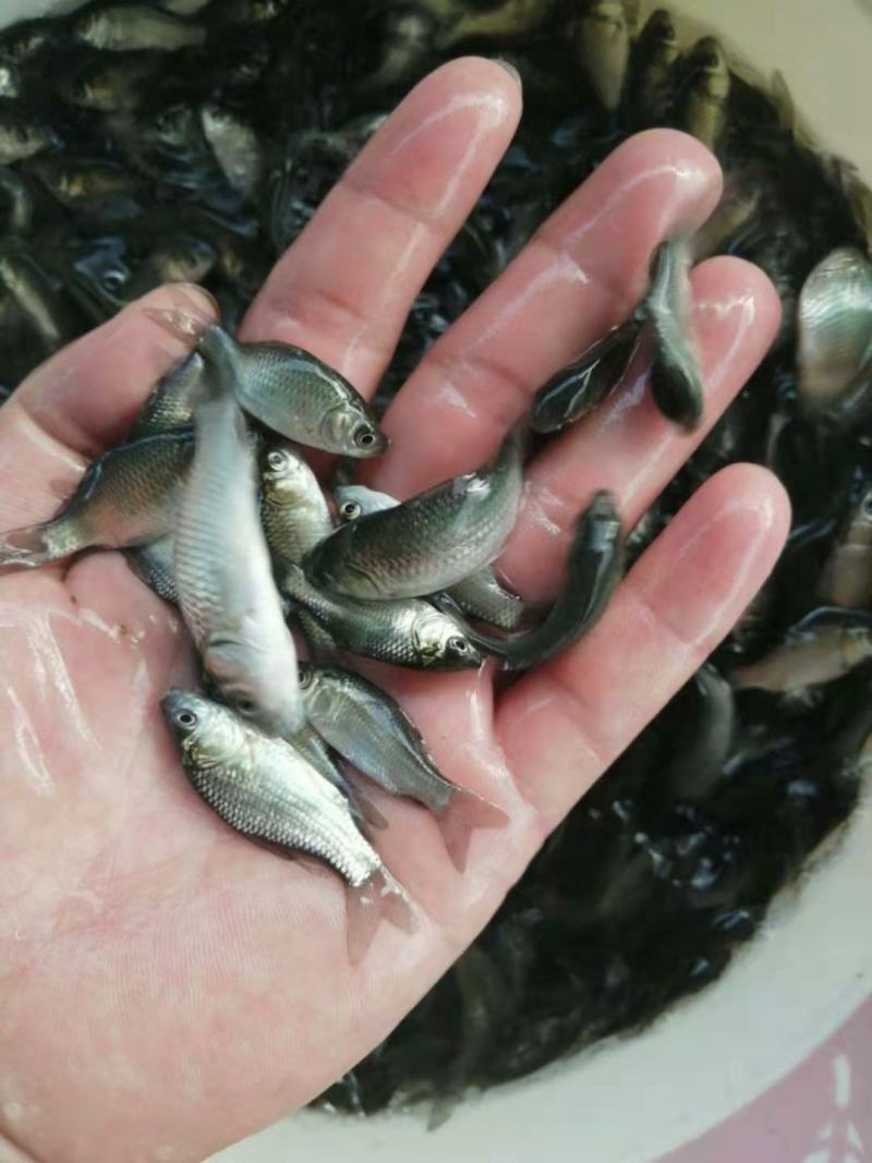 中科三号鲫鱼苗，免费送货上门，提供专业养殖技术