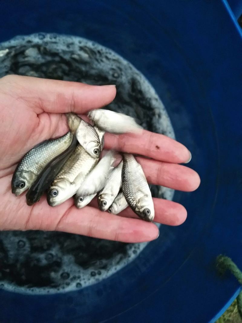 中科五号鲫鱼苗，基地孵化，基地直供专车运输