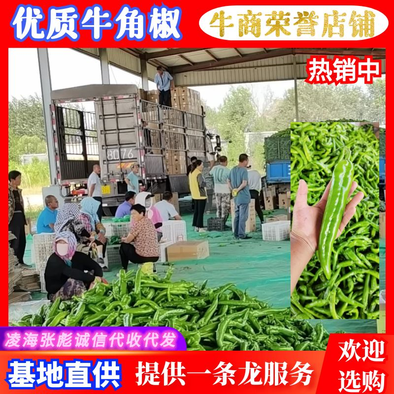 鲜辣椒辽宁凌海辣椒精品牛角椒产地大量供应一条龙服务