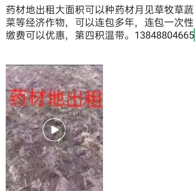 海拉尔单片白花赤芍种子