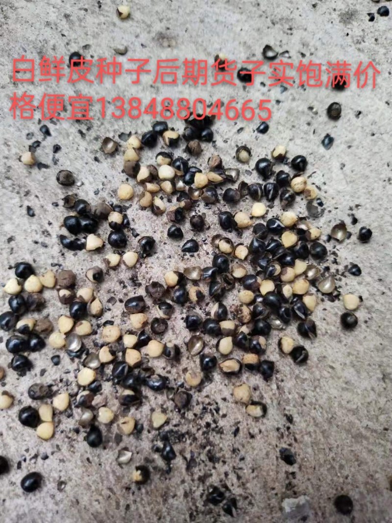 海拉尔单片白花赤芍种子