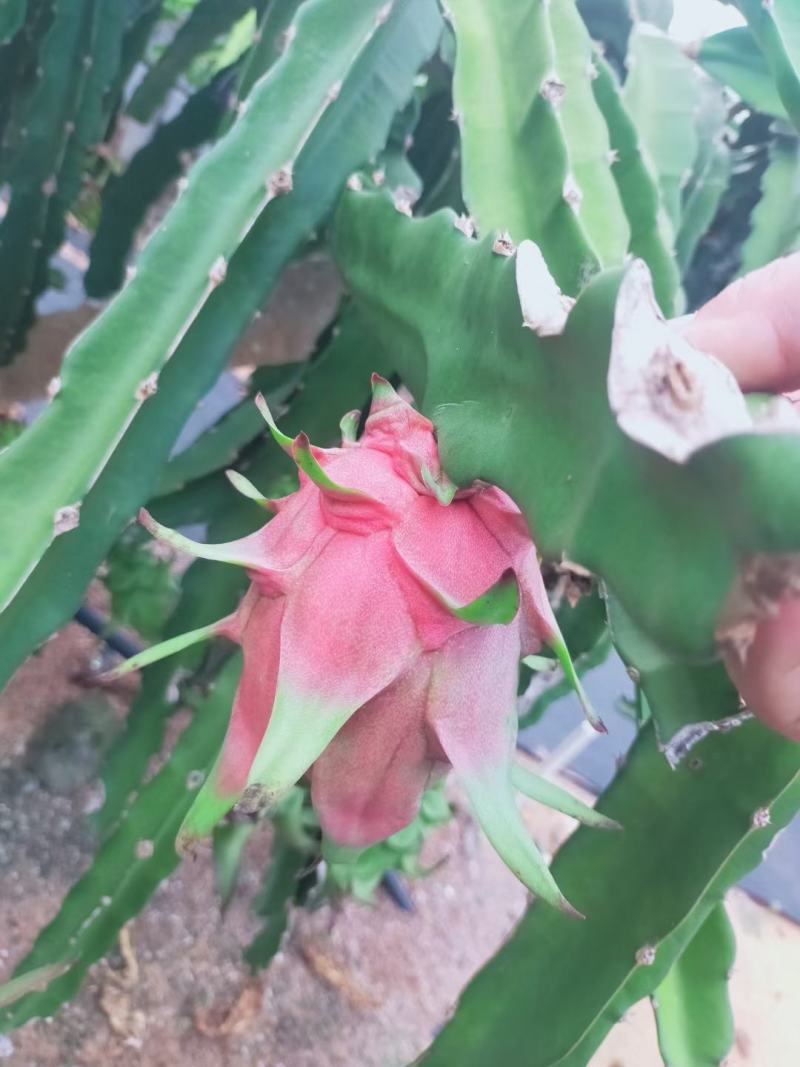 贵州安顺关岭红心火龙果