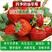 四季大棚草莓苗批发价格包成活包送到家包技术