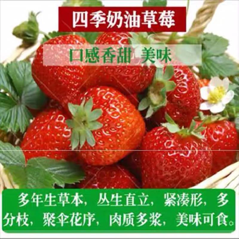 四季大棚草莓苗批发价格包成活包送到家包技术