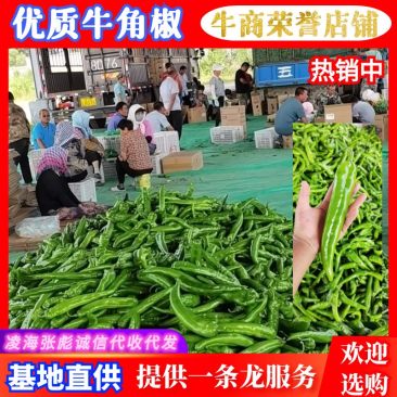 鲜辣椒辽宁凌海辣椒精品牛角椒产地大量供应一条龙服务