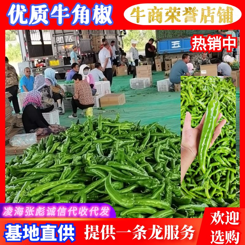 鲜辣椒辽宁凌海辣椒精品牛角椒产地大量供应一条龙服务