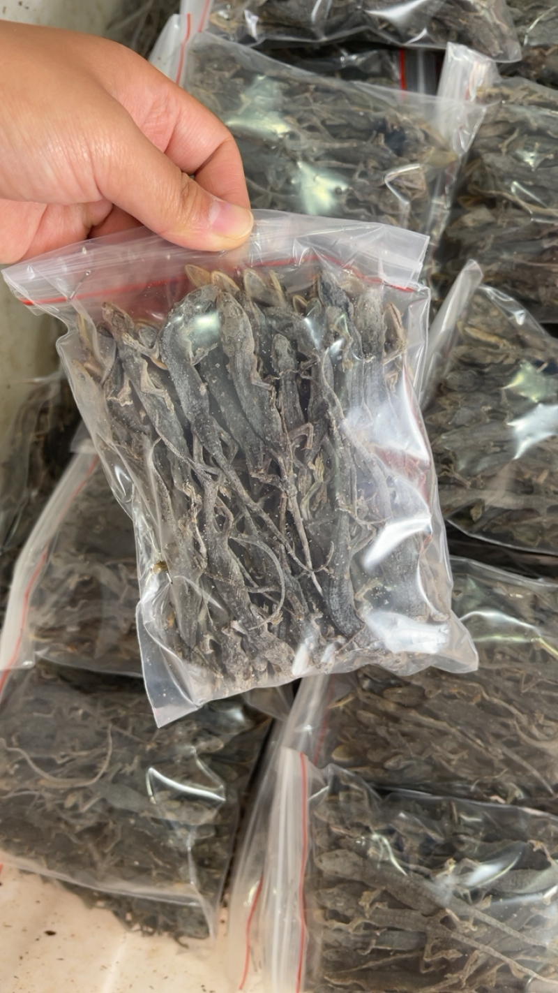 中药材天龙壁虎干货批发价格