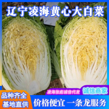 辽宁凌海白菜精品黄心白菜量大价优产地直发价格便宜