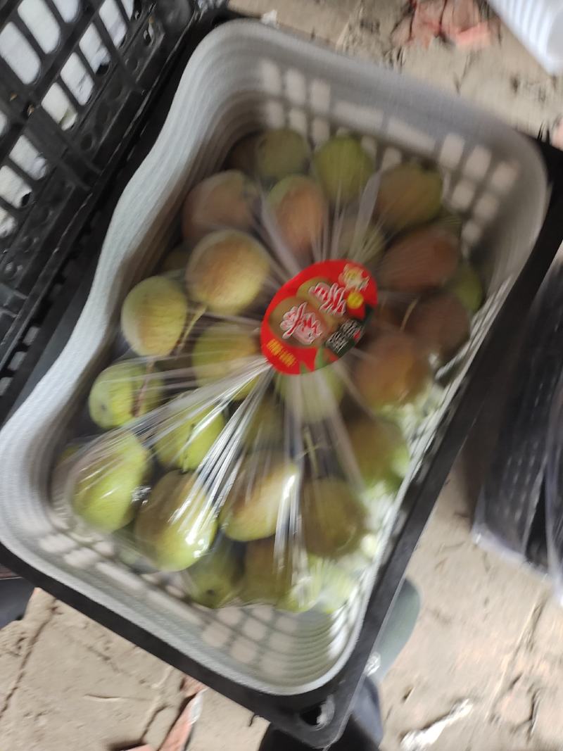 河北深州红香酥梨