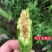针蜂药果实蝇农药丝瓜甜瓜火龙果柑橘果实蝇针蜂专用杀虫剂