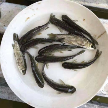 草鱼苗，基地孵化，产地直销，全国送货上门