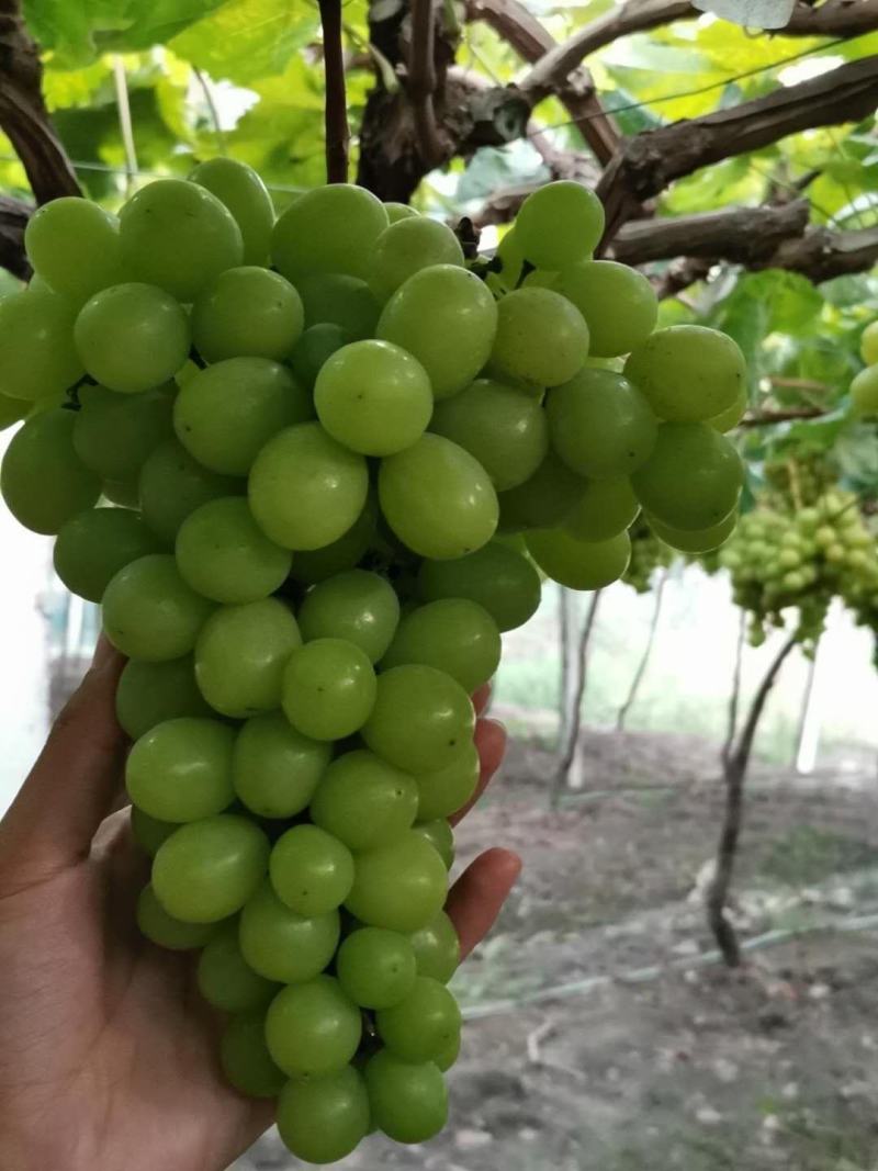 郫县阳光玫瑰葡萄+精品鲜果，产地直销，无任何其他费用。