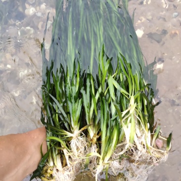 种植苦草是水产养殖的好帮手本人有大量货批发