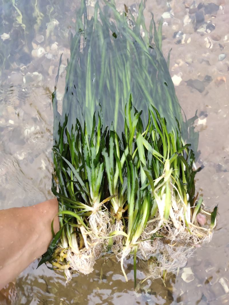 种植苦草是水产养殖的好帮手本人有大量货批发