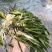 种植苦草是水产养殖的好帮手本人有大量货批发