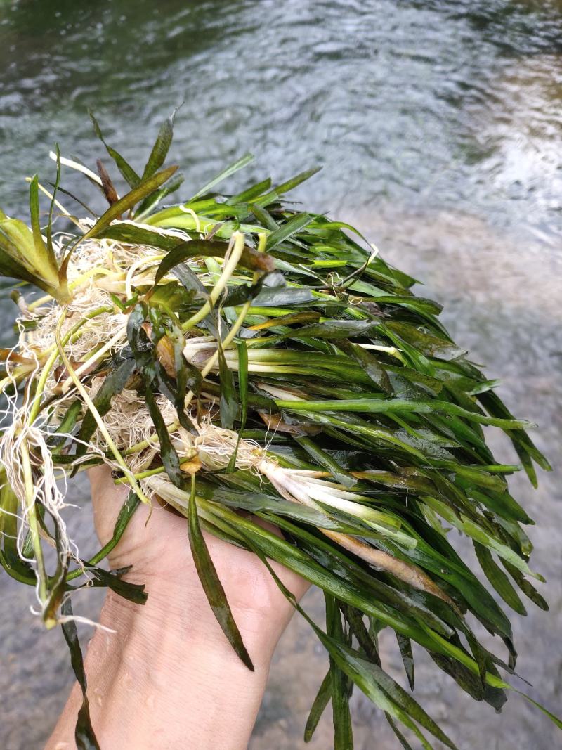 种植苦草是水产养殖的好帮手本人有大量货批发