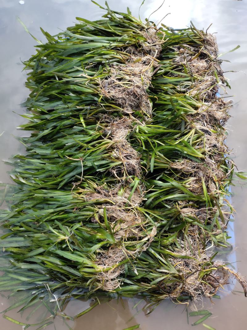 种植苦草是水产养殖的好帮手本人有大量货批发