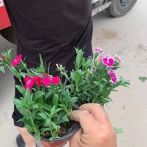 杂交石竹，美国石竹，花色多样，规格齐全，一手货源