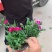杂交石竹，美国石竹，花色多样，规格齐全，一手货源