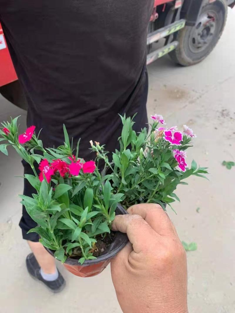 杂交石竹，美国石竹，花色多样，规格齐全，一手货源